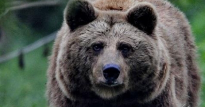 Öt medve jelenlétét jelentették a megyében